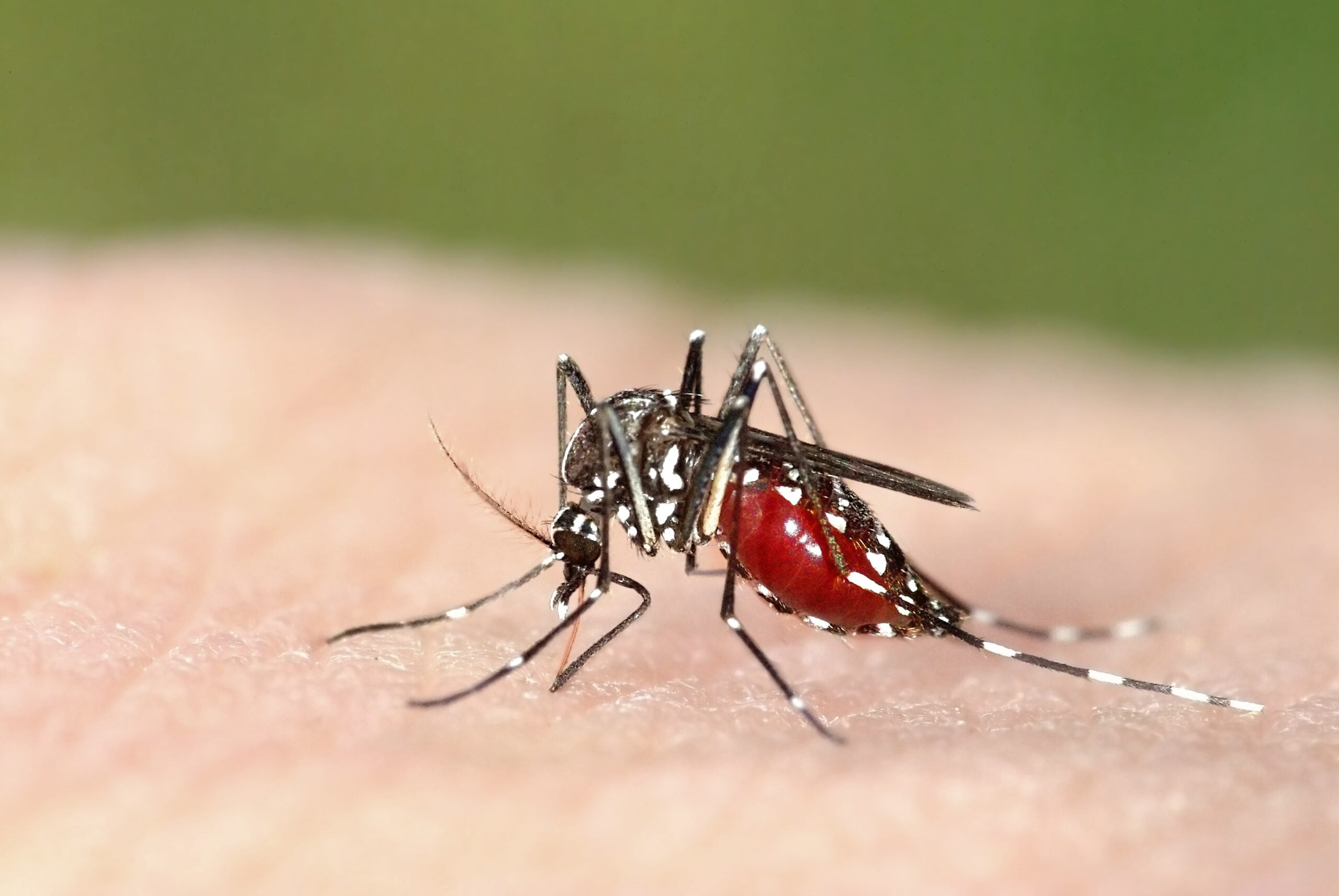 Asian Tiger Mosquito